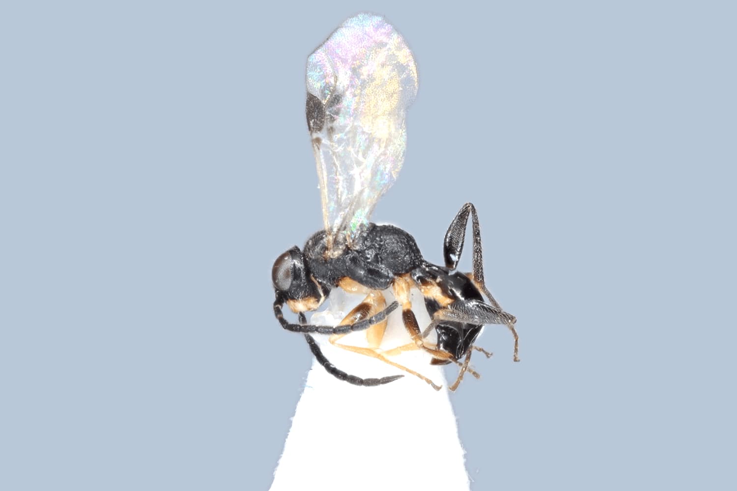 Default image